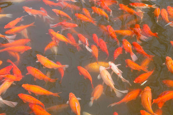 杭州西湖概念红色高质量拍摄