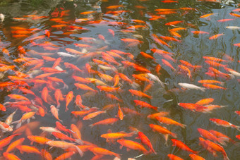 杭州西湖金鱼红色白昼清晰拍摄