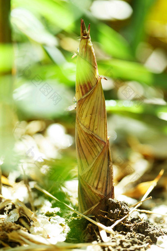 竹笋嫩芽氛围照片