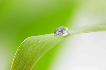 绿叶水珠<strong>植物</strong>学高清场景