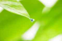 绿叶水珠植物高清图片