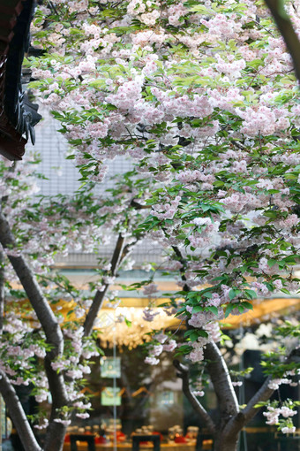 樱花樱花氛围照片