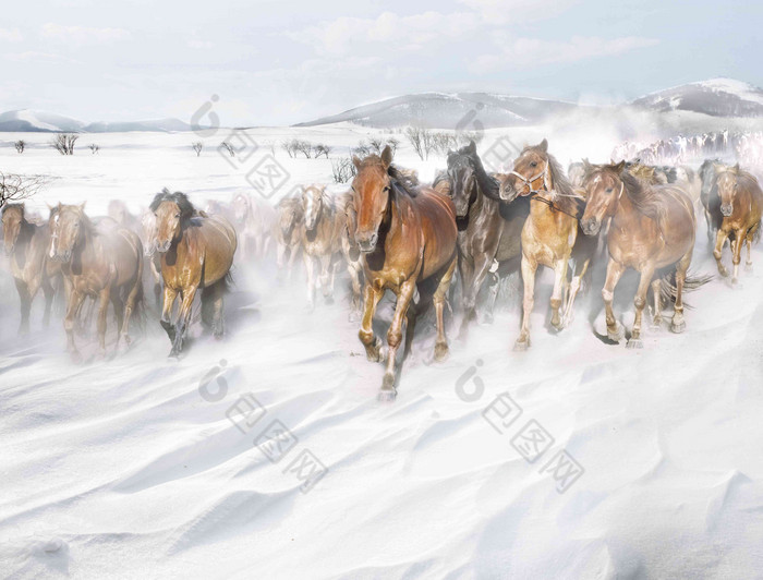 风雪中奔跑的马群奔跑氛围摄影