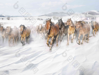 风雪中奔跑的马群