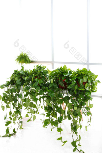办公室里的盆栽植物盆栽植物摄影图