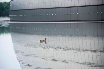 小鸭子北京高清摄影图