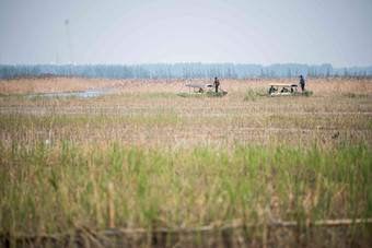 河北省雄安新区白洋淀<strong>自然景观</strong>清晰场景