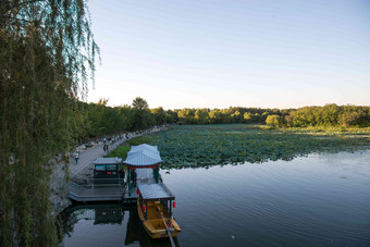 北京圆明园中国池塘植物繁盛清晰摄影图