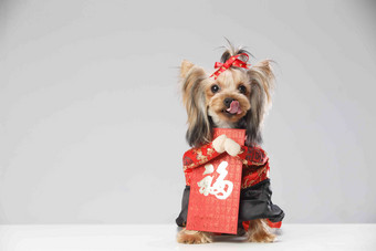 约克夏犬和红包可爱的图片