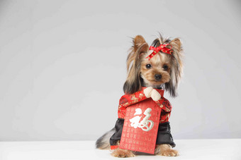 约克夏犬和红包纯种狗高清照片