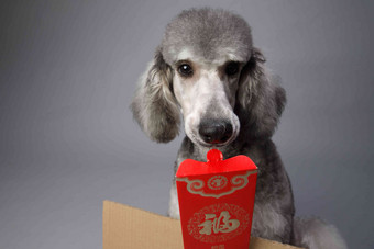 可爱的贵宾犬和红包中国相片