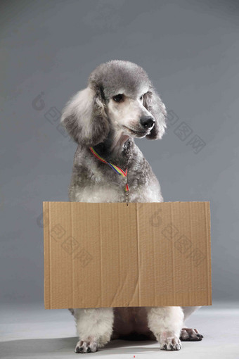 贵宾犬白板高端图片