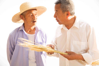 两位老<strong>农民</strong>拿着麦穗彩色图片氛围摄影图