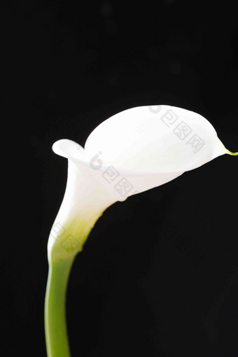马蹄莲仅一朵花清晰素材
