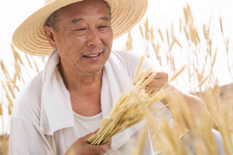 老农民在麦田里粮食高清镜头