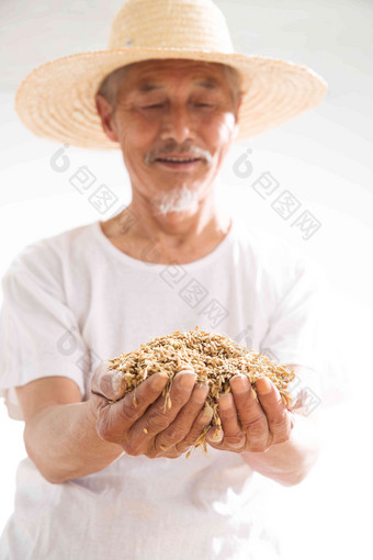 捧着麦子的老农民白昼摄影图