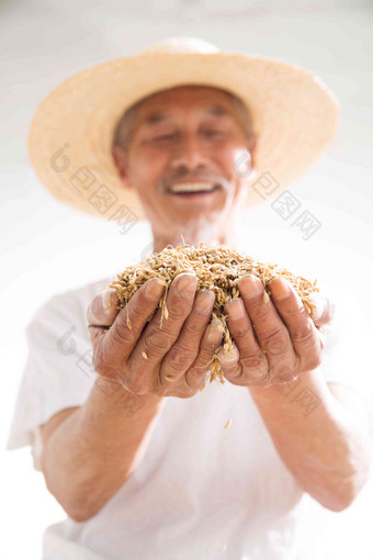 捧着麦子的老农民丰收清晰镜头