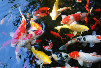 锦鲤动物鱼高质量摄影图
