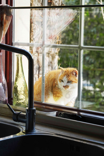 窗外小猫垂直构图高质量照片