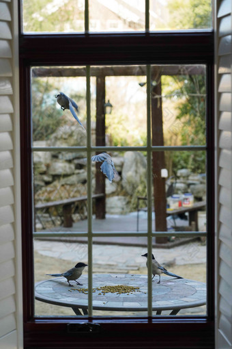 窗外小鸟小群动物高质量照片