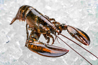 龙虾<strong>食品</strong>摄影美食摄影图