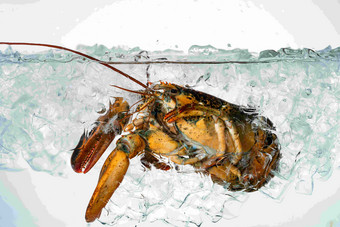 龙虾食物户内营养摄影