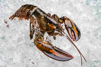 龙虾虾冰块生食高质量拍摄