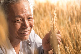 农民在麦田里查看小麦观察高质量照片