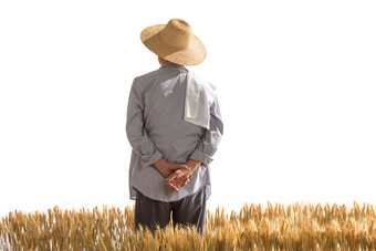 农民在麦田里查看小麦白昼清晰相片