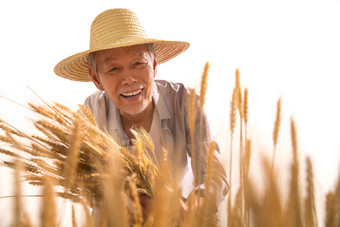 老<strong>农民</strong>拿着麦子健康生活方式清晰影相