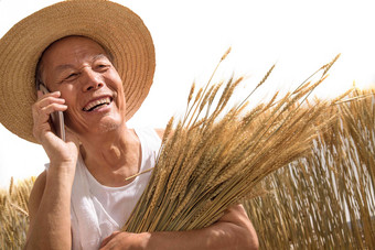 老农民拿着麦子中国人高质量镜头
