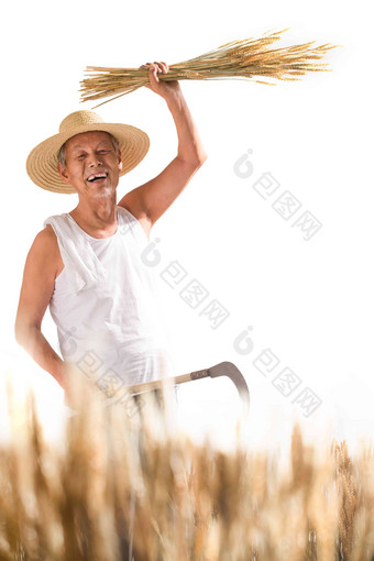 老农民拿着麦子