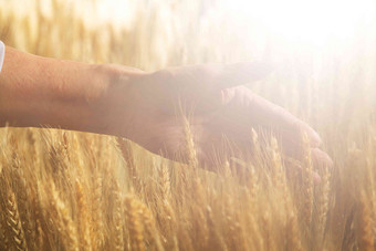 <strong>农民</strong>在麦田里查看小麦成年人高质量图片