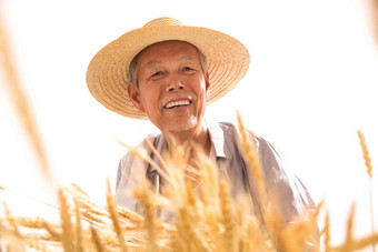 老农民拿着麦子生活方式写实照片