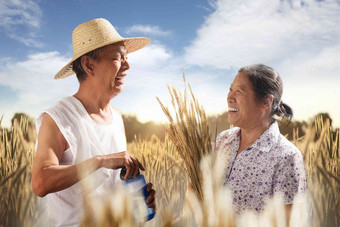 老年夫妇麦田<strong>麦穗</strong>东亚摄影图