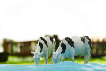 奶牛牧场绿色畜牧业写实相片