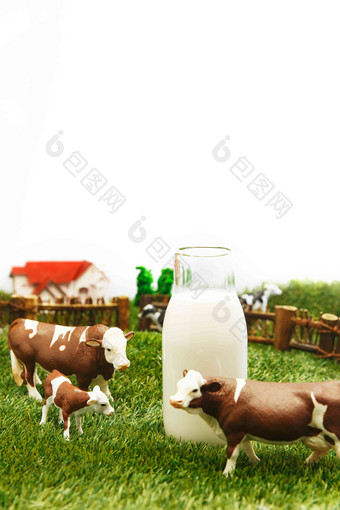 牛奶牧场奶牛动物动物形象摄影图