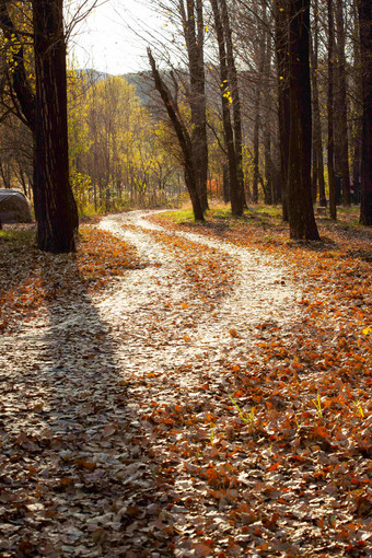 阳光照射下铺满树叶弯曲的小路高端照片
