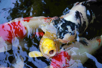 锦鲤湖鱼类白昼摄影图