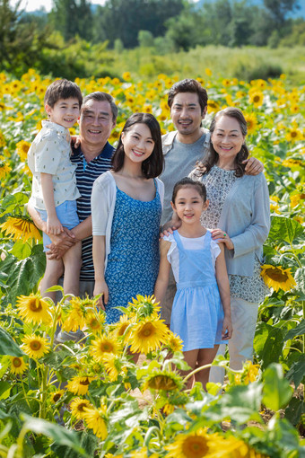 站在向日葵花海里的幸福家庭祖母清晰摄影