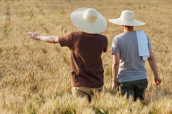 科研人员和农民在麦田里交流技术的背影田地高清摄影图