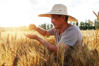 麦田里观察稻谷的农民成熟的高清镜头
