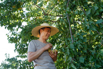 摘杏的农民成年人清晰图片