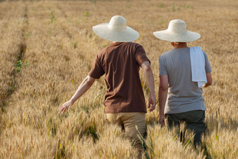 科研人员和农民在麦田里交流技术的背影农业高清场景
