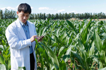 科研人员在玉米地里研究成年人摄影图