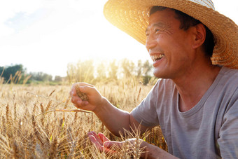 麦田里观察稻谷的农民草帽高端摄影