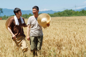 <strong>科研</strong>人员和农民在麦田里交流<strong>技术</strong>