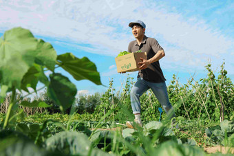 穿梭在田地间的快递员拿着高清照片