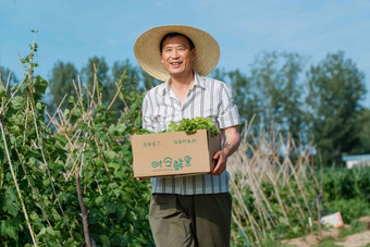 农民拿着一箱蔬菜蔬菜清晰场景