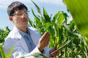 科研人员在玉米地里研究工程师高端拍摄